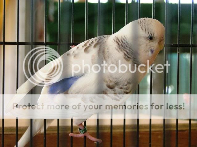 newbirdpics008.jpg?t=1262938155