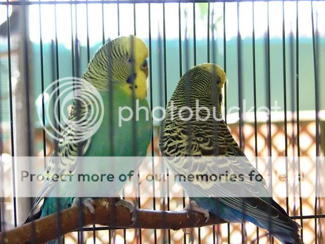 newbirdpics011.jpg?t=1251541738