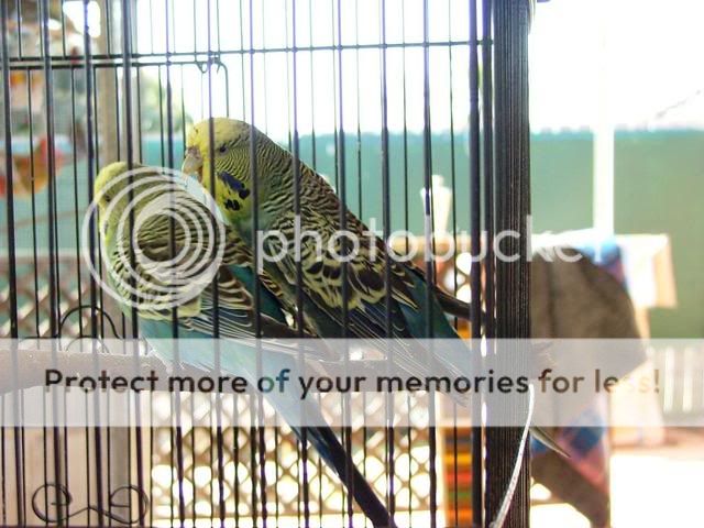newbirdpics024.jpg?t=1251542110