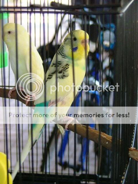 newbirds024.jpg?t=1250327218