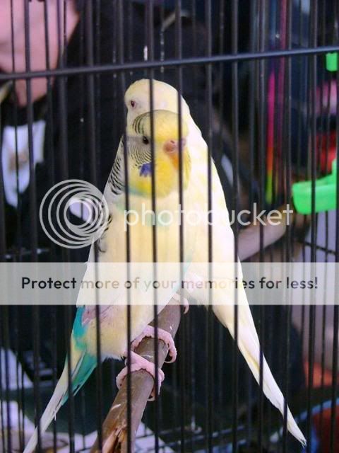 newbirds026.jpg?t=1268731040