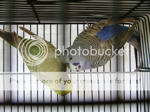 newbirdsbabies025.jpg?t=1255569642