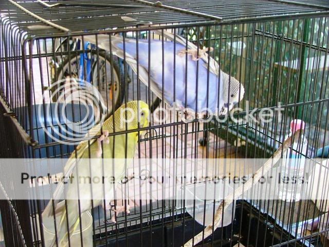 newbirdsbabies026.jpg?t=1255569693