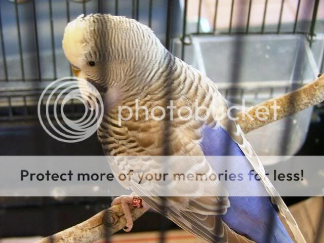 newbirdsbabies029.jpg?t=1255570181