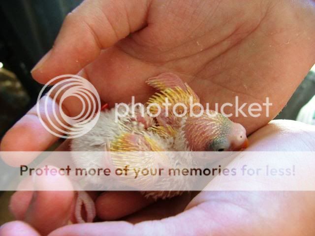 newbirdsbabies076.jpg?t=1255570644