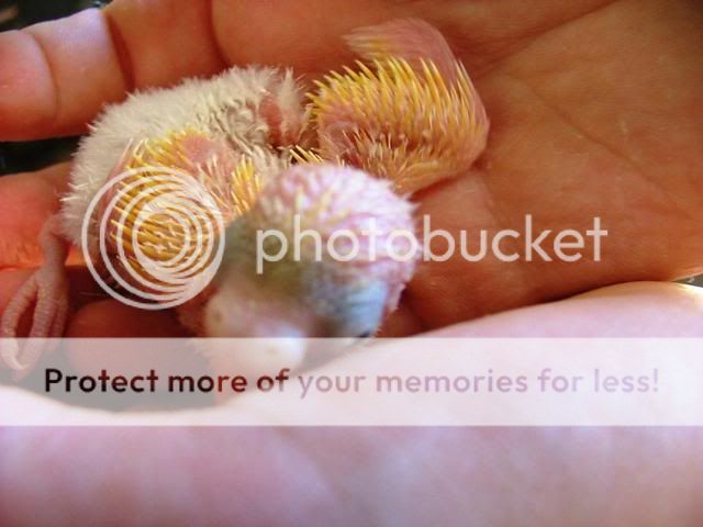 newbirdsbabies077.jpg?t=1255571250