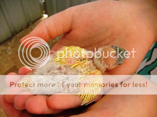 newbirdsbabies090.jpg?t=1255571091