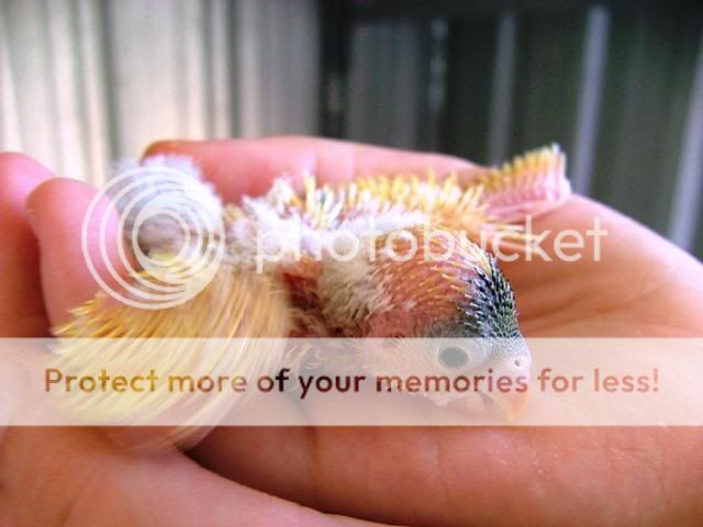 newbirdsbabies092.jpg?t=1255571009