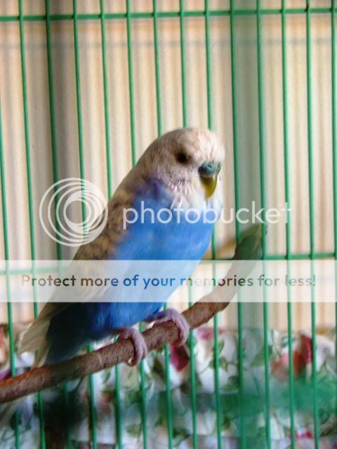 pairs1009.jpg?t=1247124559