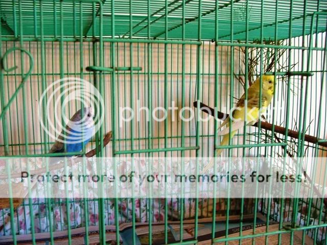 pairs1013.jpg?t=1247124633