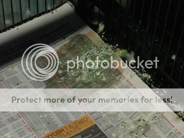 poop001.jpg?t=1271881868