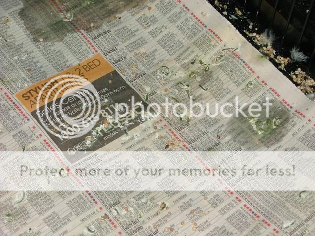 poop002.jpg?t=1271881904