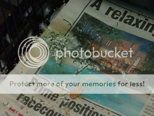 poop003.jpg?t=1271881937