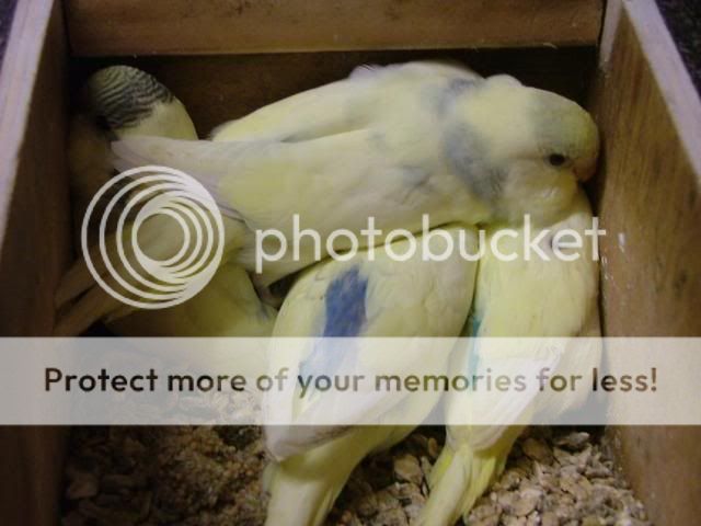 scaley001.jpg?t=1280607017