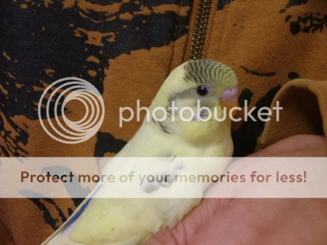 scaley002.jpg?t=1280607049