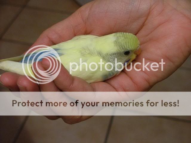 scaley005.jpg?t=1280607093