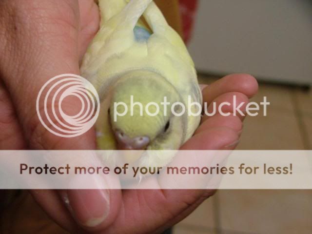 scaley007.jpg?t=1280607125