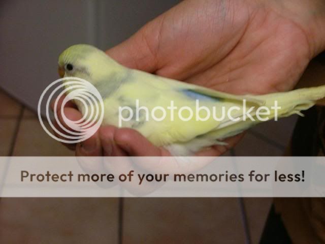 scaley008.jpg?t=1280607171