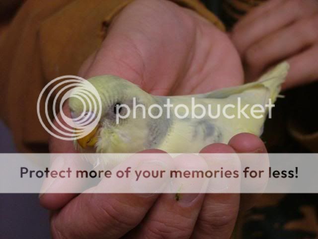 scaley009.jpg?t=1280607208