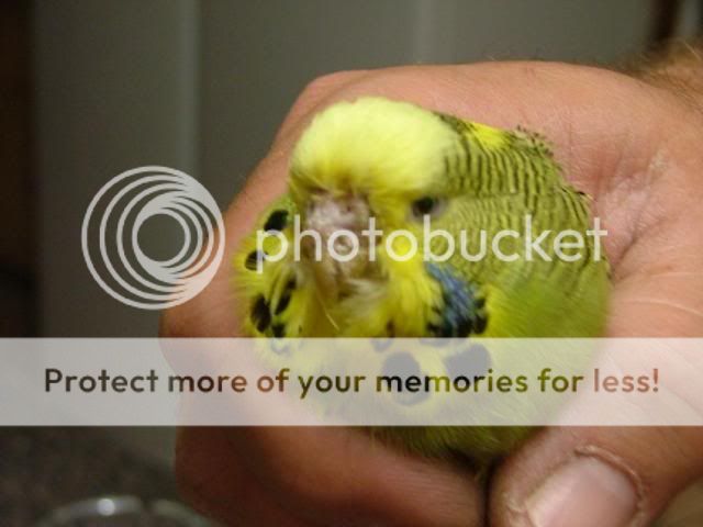 scaley010.jpg?t=1280607623