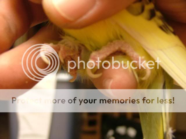 scaley012.jpg?t=1280607570