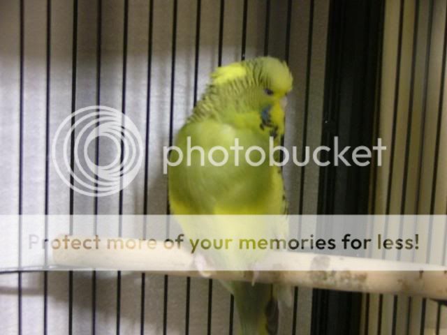 scaley015.jpg?t=1280607570