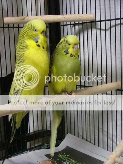 scaley026.jpg?t=1280607570