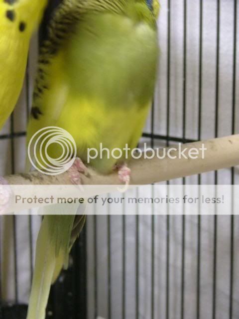 scaley030.jpg?t=1280607570