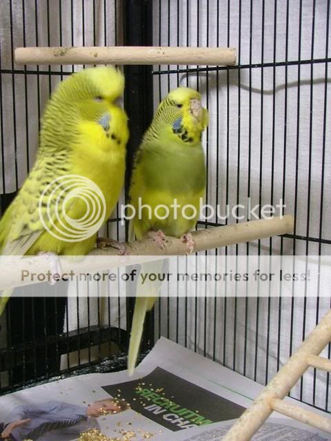 scaley032.jpg?t=1280607570