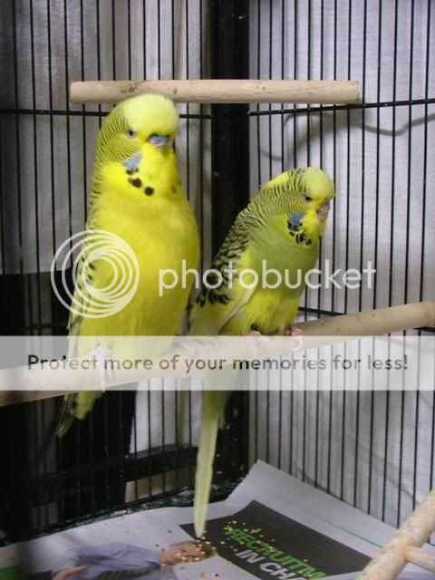 scaley035.jpg?t=1280607570