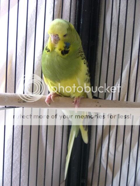 scaley3007.jpg?t=1280991717