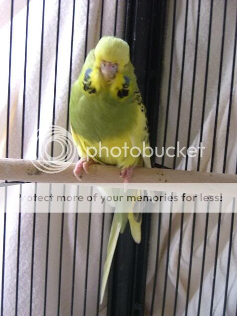 scaley3009.jpg?t=1280991717