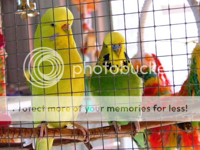 shan026.jpg?t=1247569458