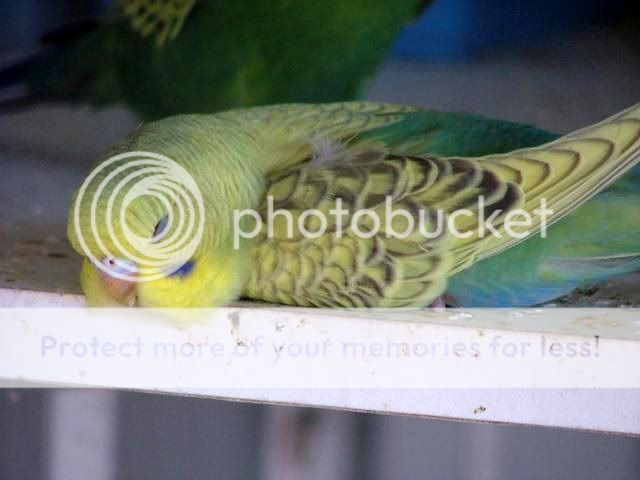 sickbaby002.jpg?t=1267678908