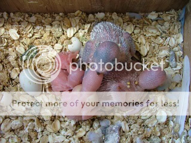 skippersbabys003.jpg?t=1257074281