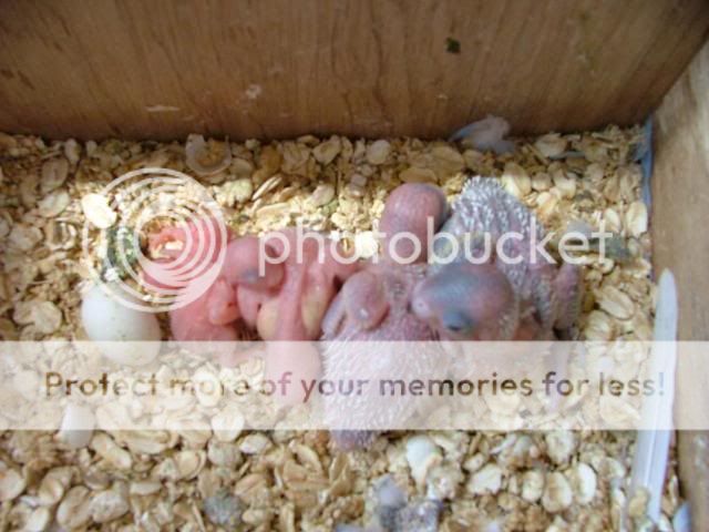 skippersbabys006.jpg?t=1257074323