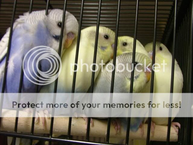 stubbiesbaby001.jpg?t=1280692625