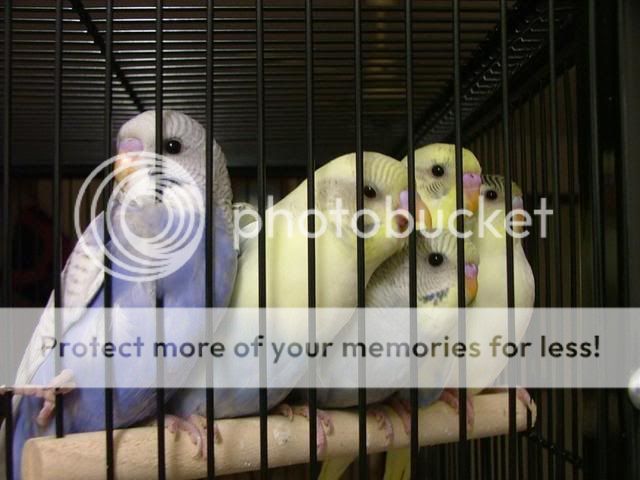 stubbiesbaby003.jpg?t=1275736406