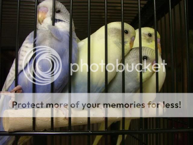 stubbiesbaby005.jpg?t=1275736448