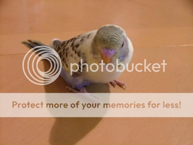 stubbiesbaby009.jpg?t=1275735379