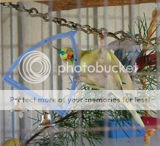 wattle013-1-1.jpg?t=1245013138