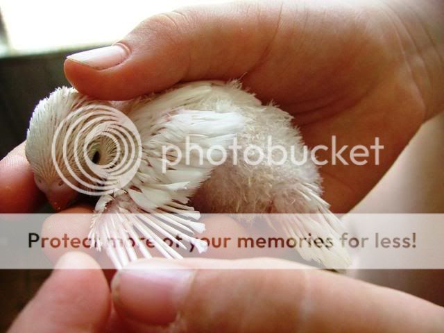 whitey021.jpg?t=1255845241