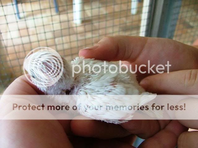 whitey025.jpg?t=1255845372