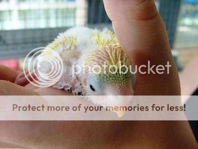 whitey027.jpg?t=1255846034