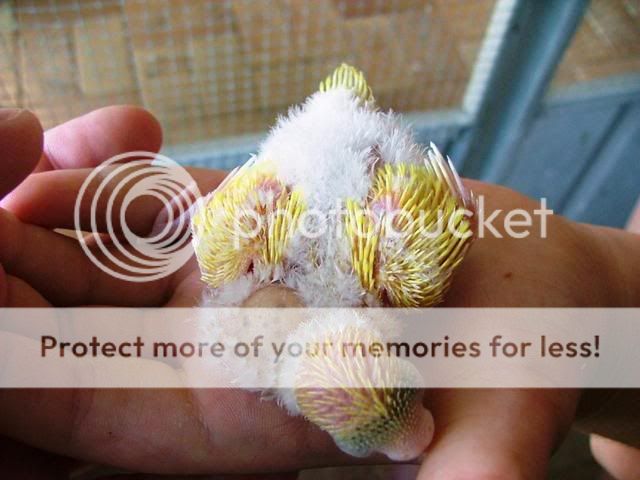 whitey028.jpg?t=1255846079