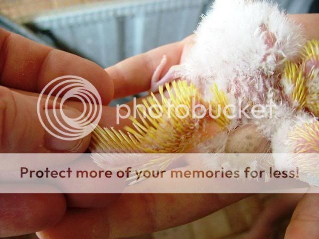 whitey029.jpg?t=1255846130