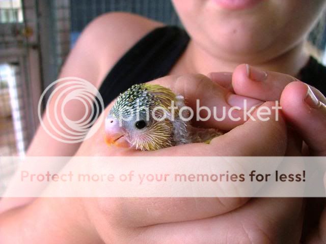 whitey032.jpg?t=1255844893