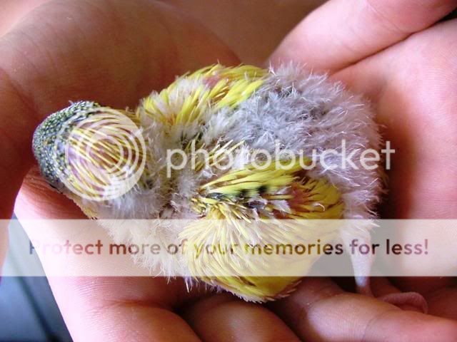 whitey033.jpg?t=1255844934