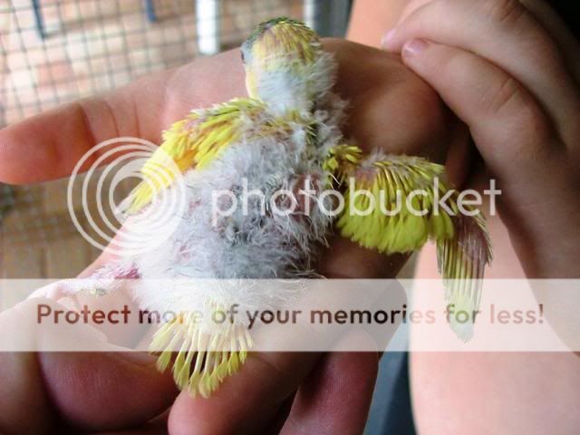 whitey036.jpg?t=1255845146