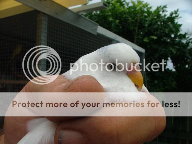 whity006.jpg?t=1269049472